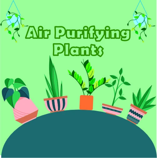 Air Purifying Plants